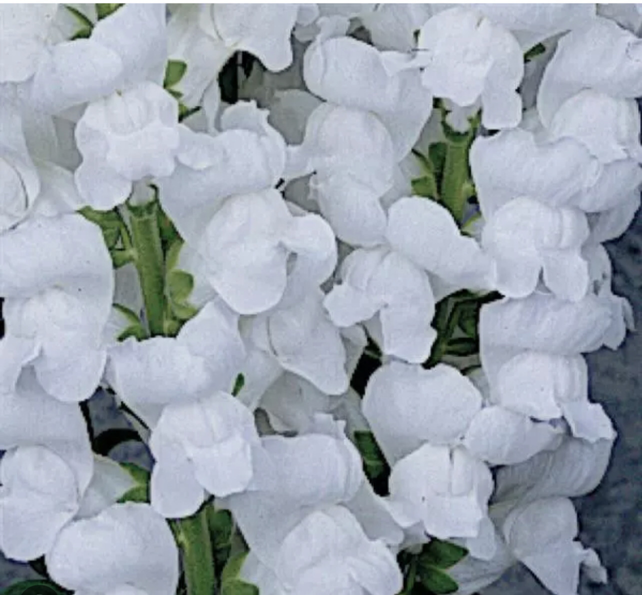 Snapdragon Maryland White