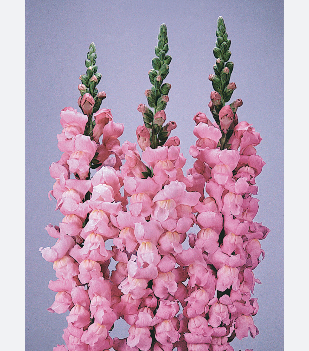 Maryland Pink Yosemite Snapdragon