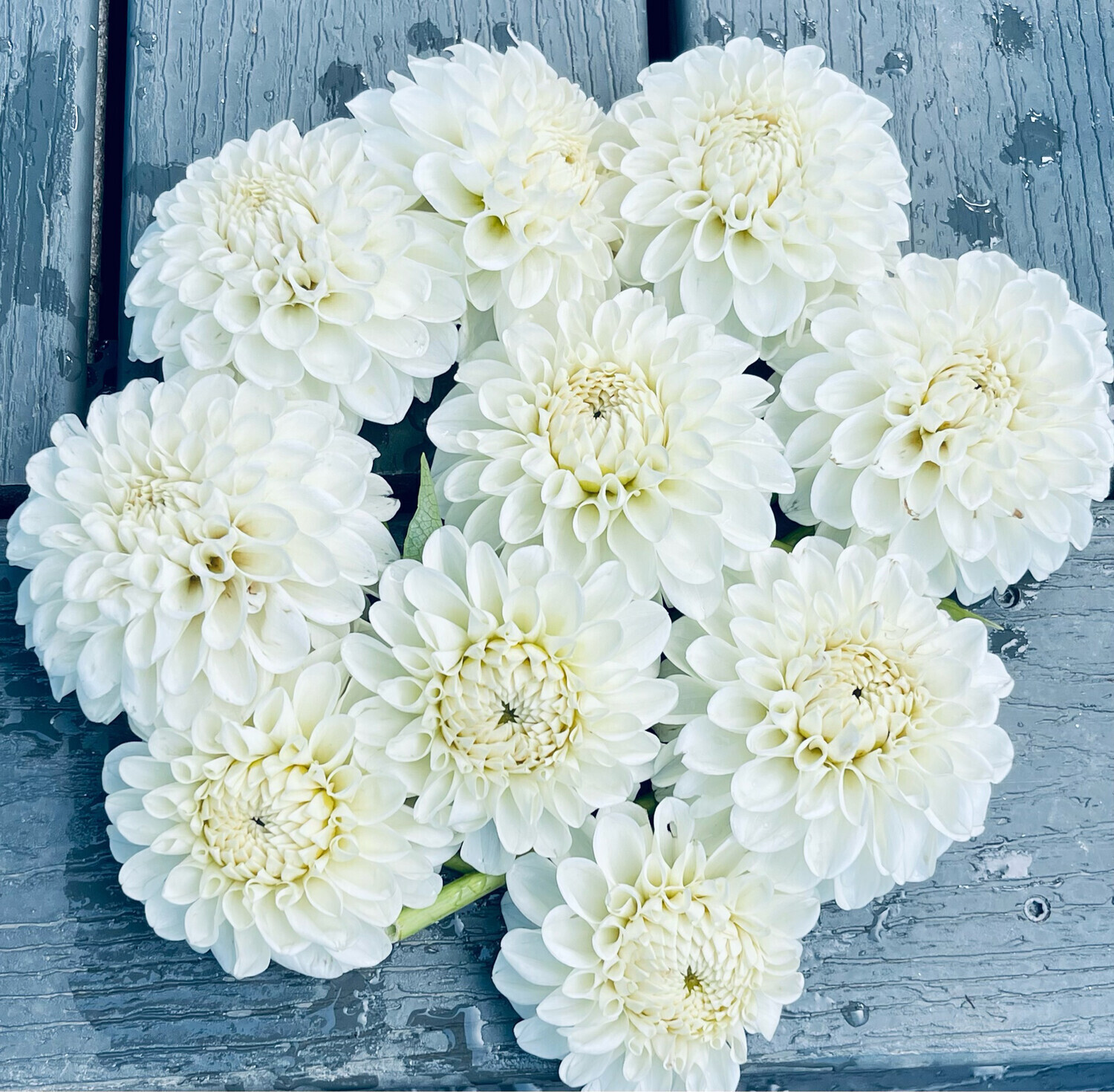 Dahlia Boom Boom White