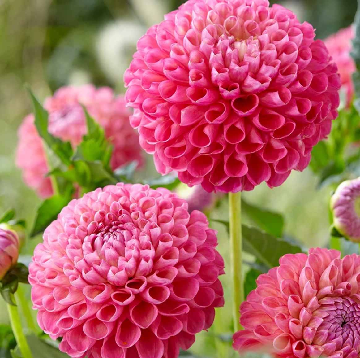 Dahlia Jowey Frambo