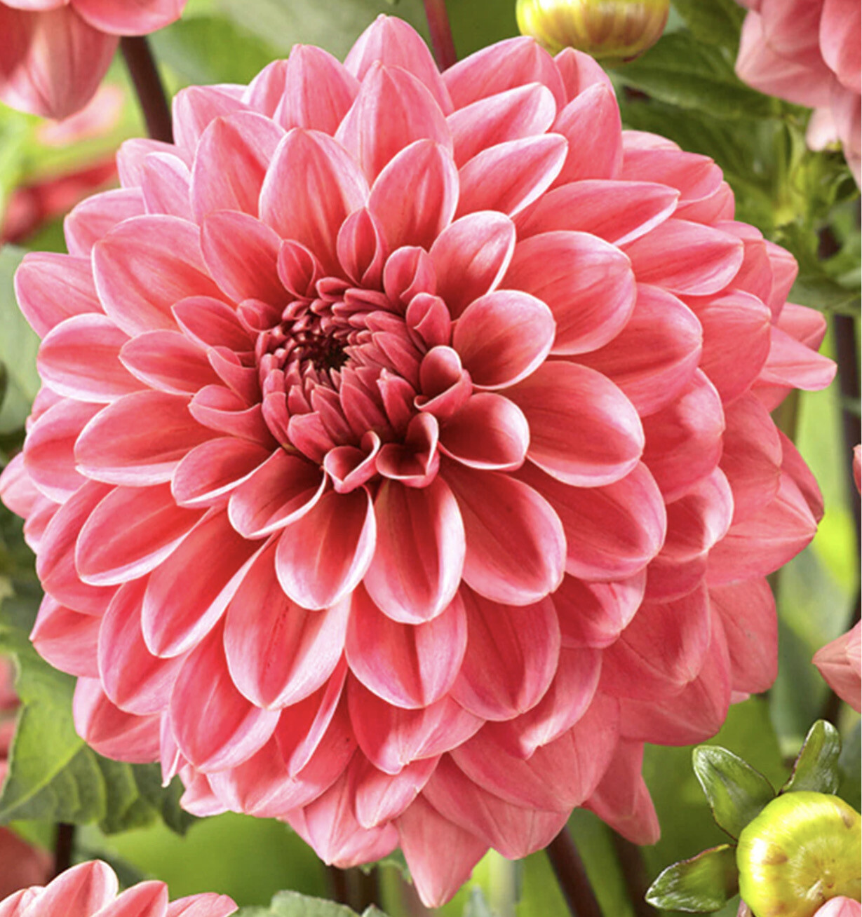 Dahlia Pink Runner
