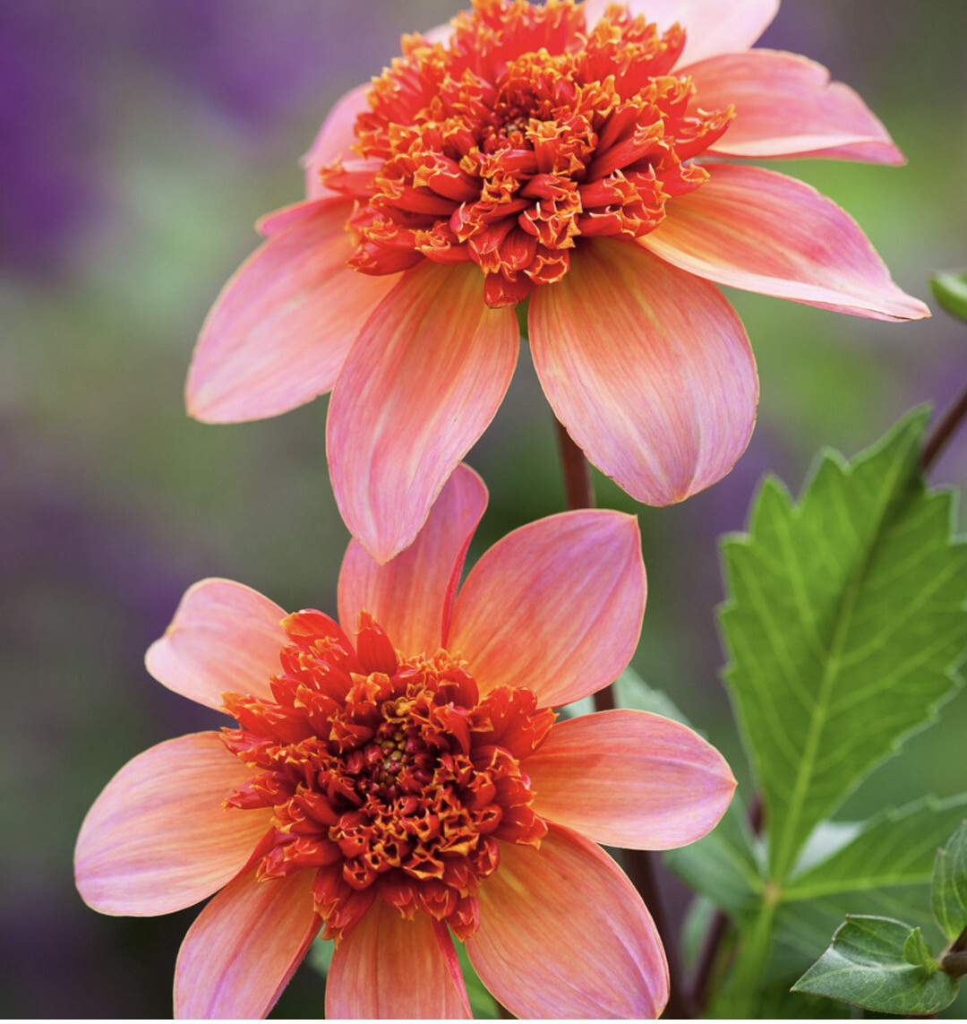 Dahlia Totally Tangerine