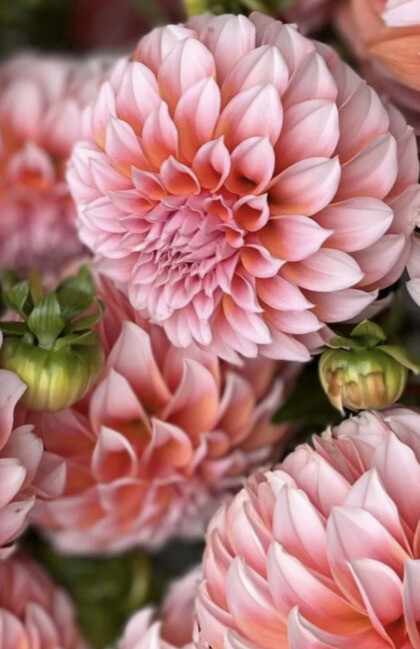 Dahlia Peaches N Cream
