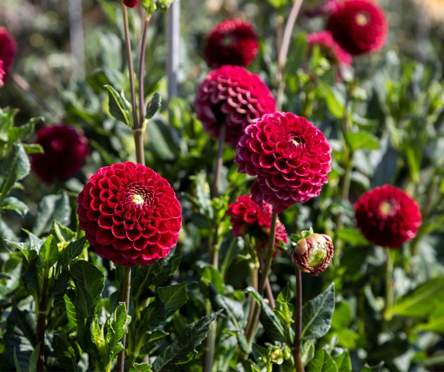 Dahlia Cornel Red