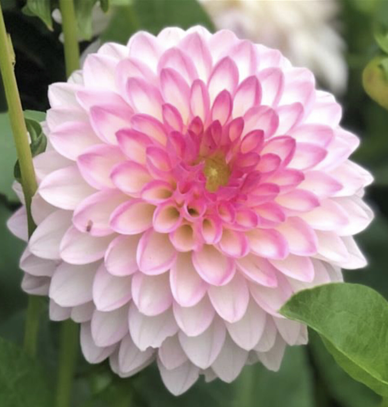 Dahlia Arbatax