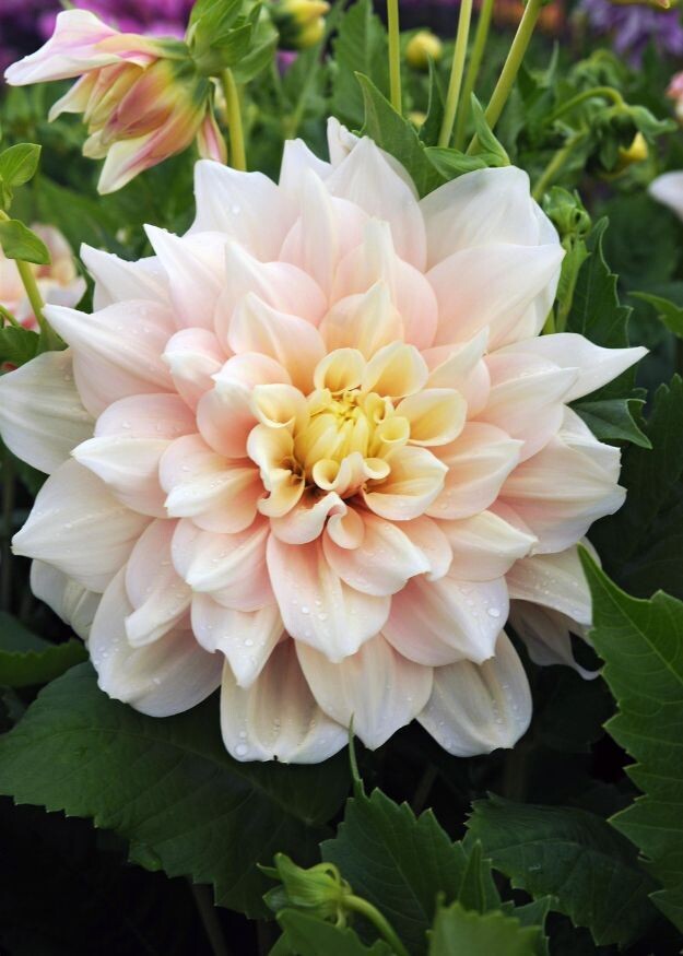 Dahlia Breakout