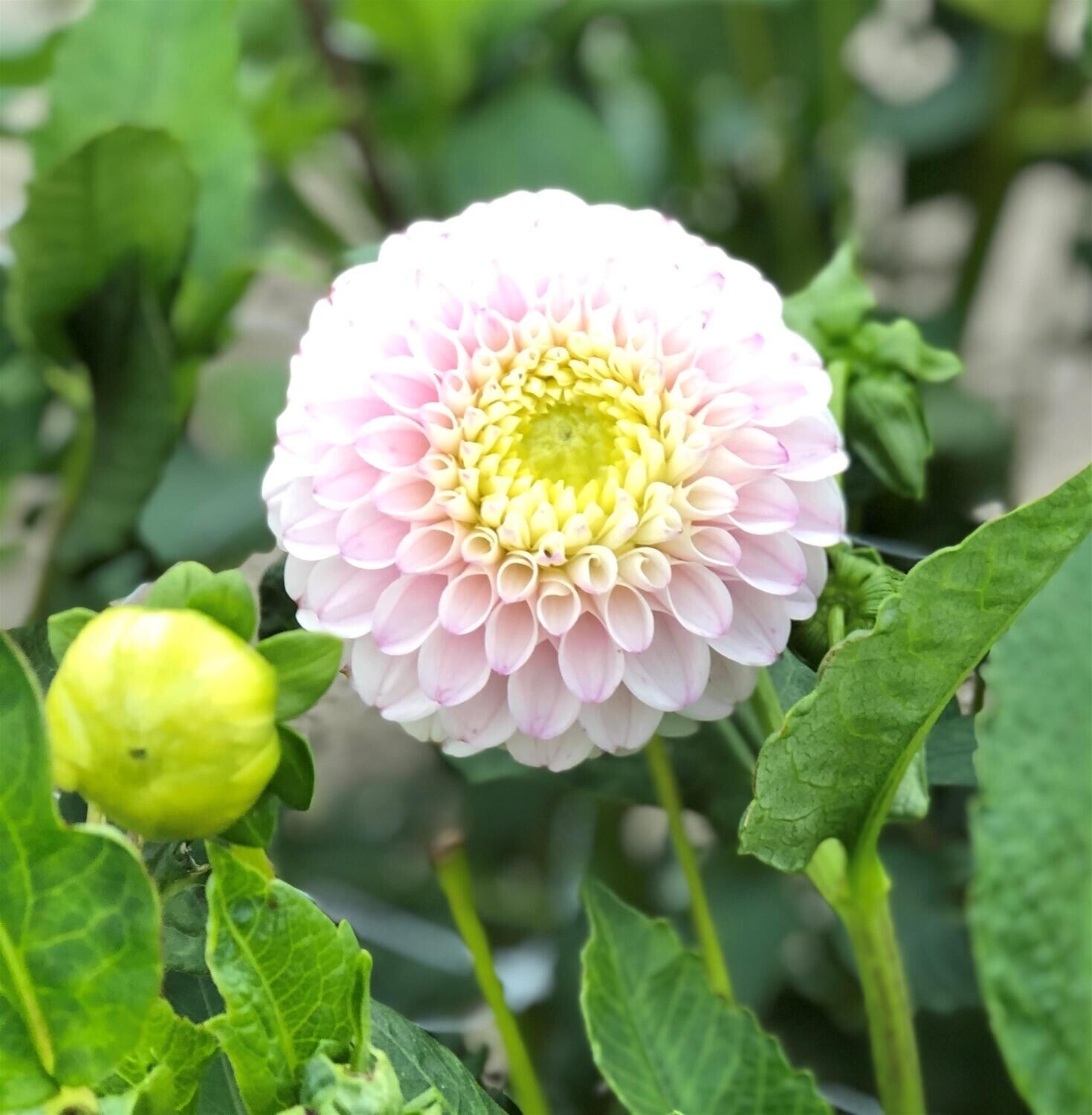 Dahlia Pink Pearl