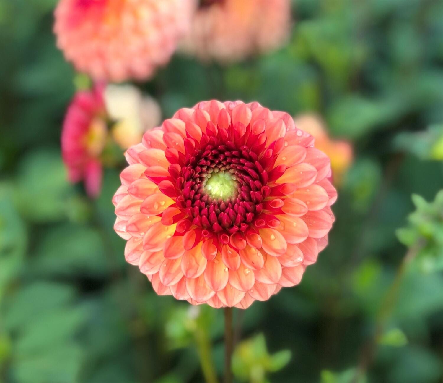 Dahlia Bonanza