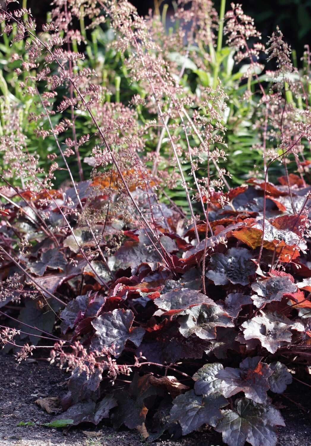 Coral Bells Palace Purple-24 Plugs