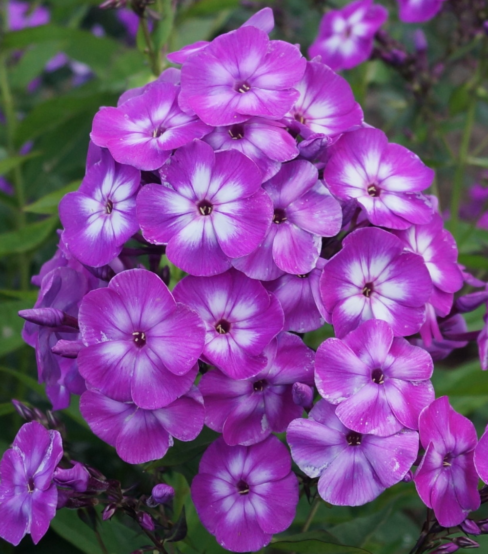 Phlox Laura
