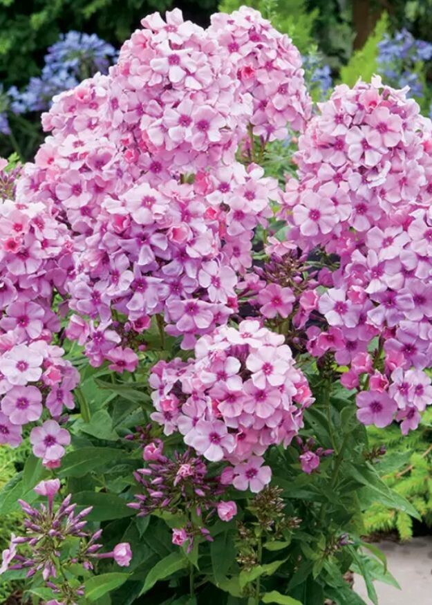 Phlox Bright Eyes