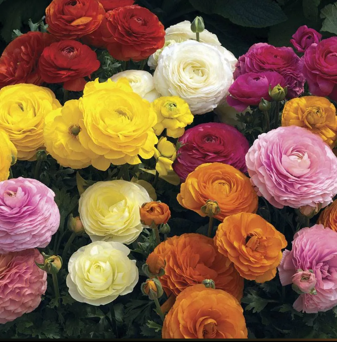 Mache Mix Ranunculus-20 Plugs
