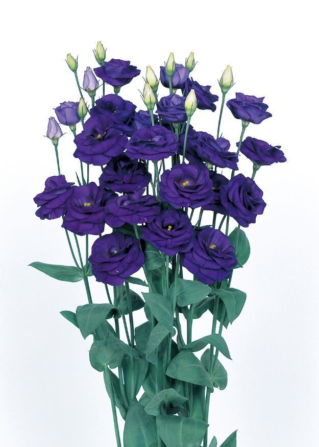 Lisianthus Rosita 2 Sapphire