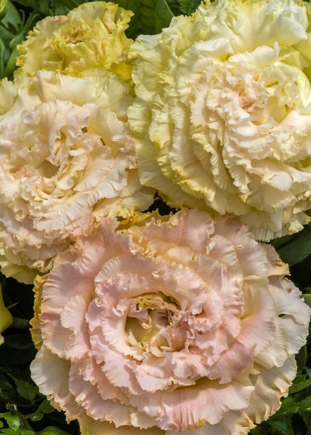 Lisianthus Voyage 2 Champagne