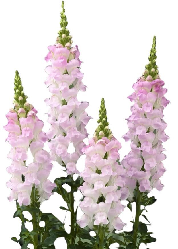 Legend Light Pink Snapdragon