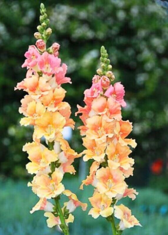 Chantilly Light Salmon Snapdragon