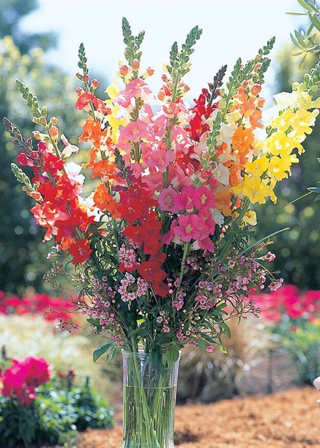 Chantilly Mix Snapdragon