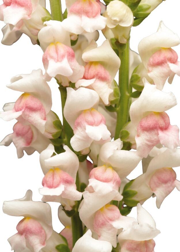 Maryland Apple Blossom Snapdragon