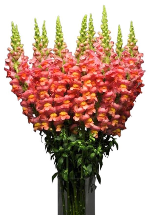 Maryland Dark Orange Snapdragon