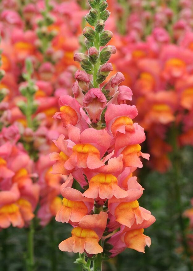 Potomac Orange Snapdragon