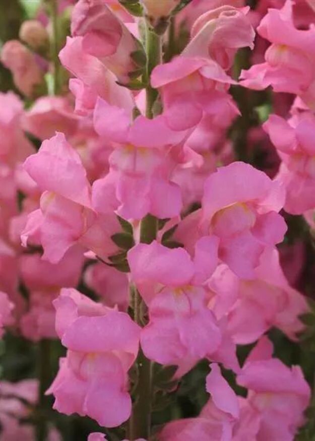 Potomac Pink Classic Snapdragon