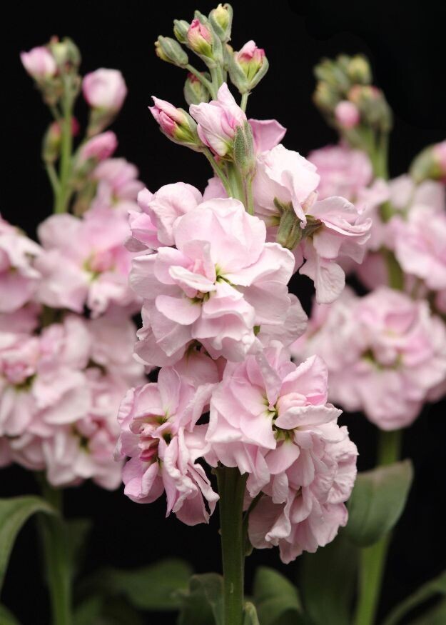 Stock Katz Cherry Blossom