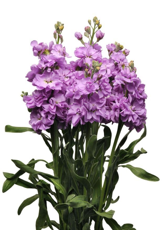 Stock Katz Lavender Blue