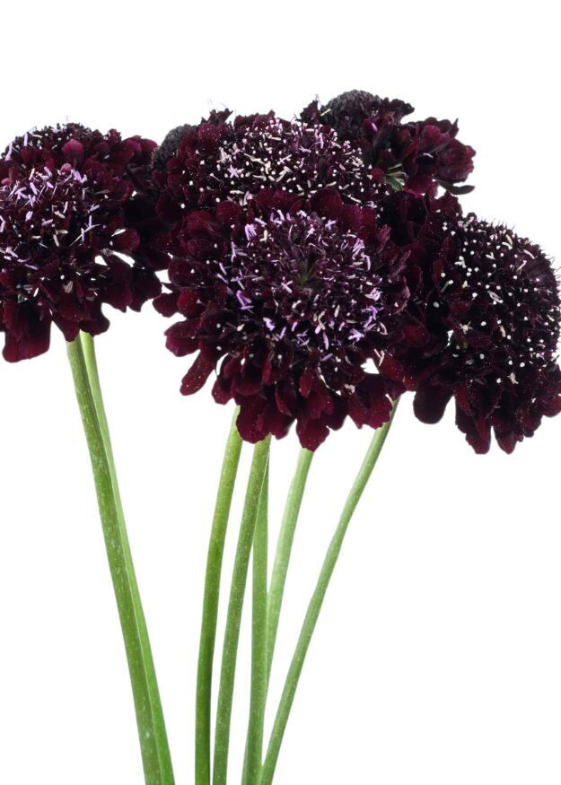 Blackberry Scoop™ Scabiosa