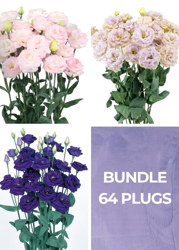 Lisianthus Bundle -Pink Flash, Chateau Blue &amp; Sapphire