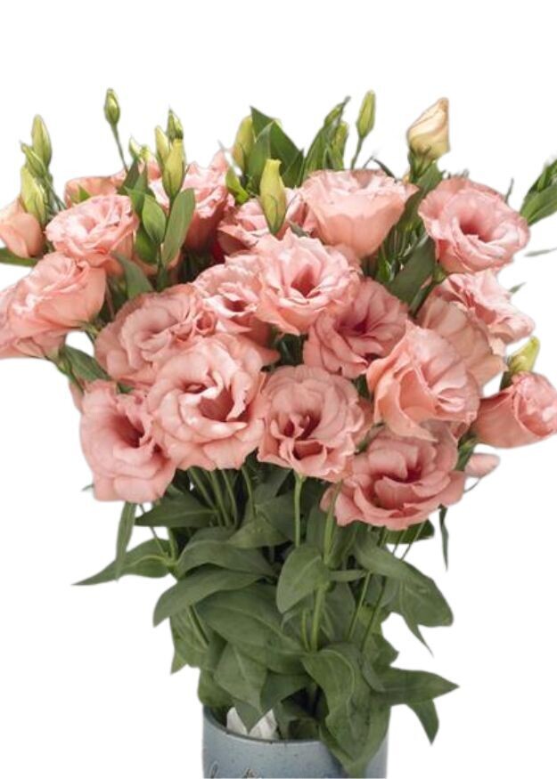 Lisianthus Super Magic Apricot