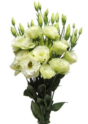 Lisianthus ABC 1 Green