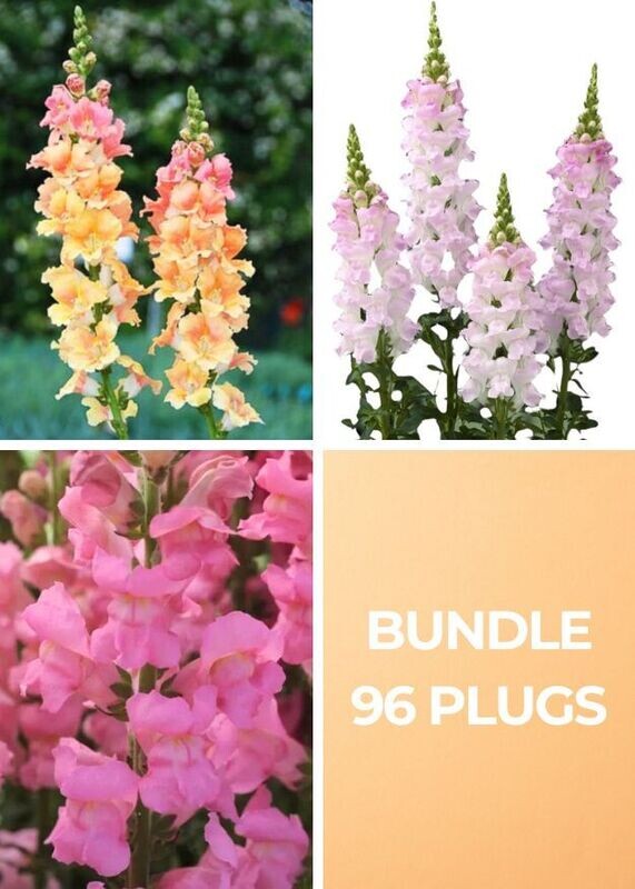 Spring Breeze Snapdragon Bundle