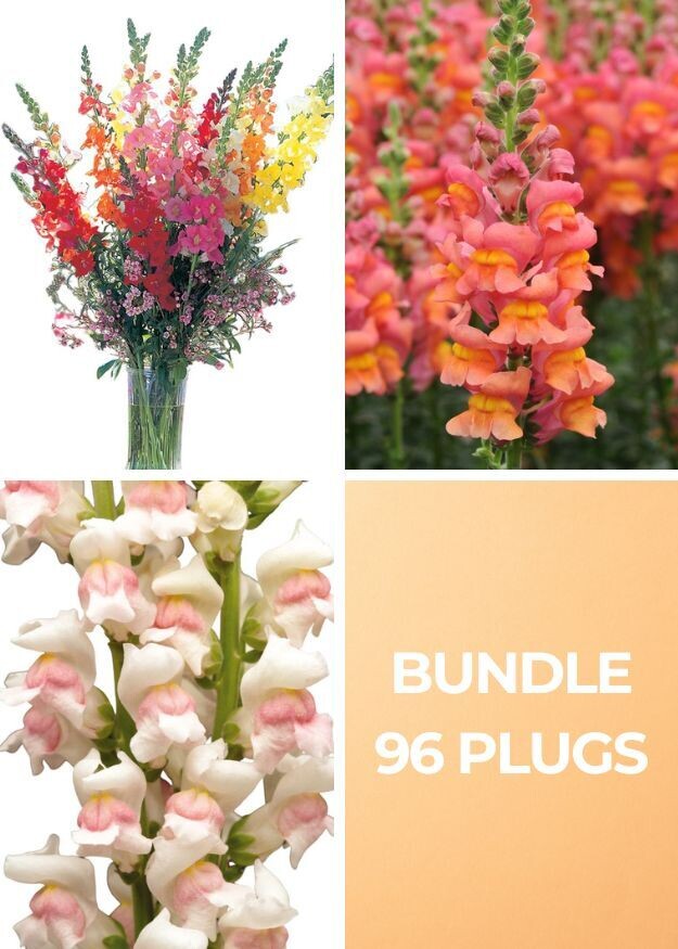 Cool Breeze Snapdragon Bundle