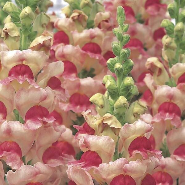 Opus III Apple blossom Snapdragon