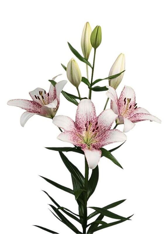 SWEET ZANICA - LA Hybrid Lilly