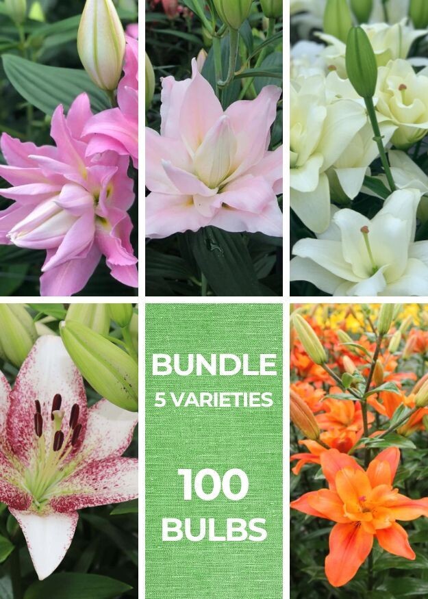 LILY BUNDLE - 5 Varieties