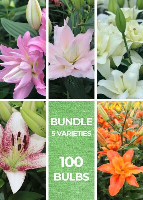 LILY BUNDLE - 5 Varieties