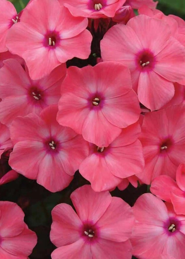 Phlox Coral Creme Drop