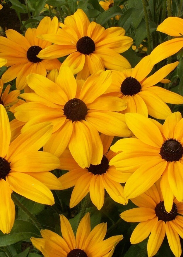 Rudbeckia Indian Summer