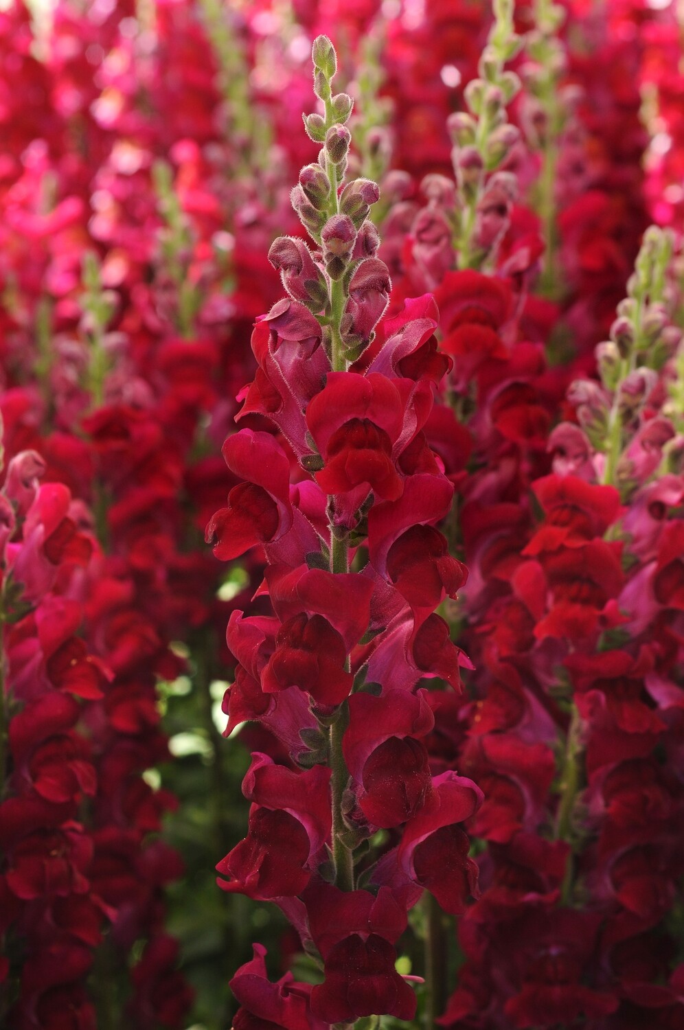 Potomac Crimson Snapdragon