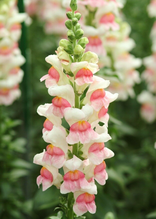 Potomac Appleblossom Snapdragon