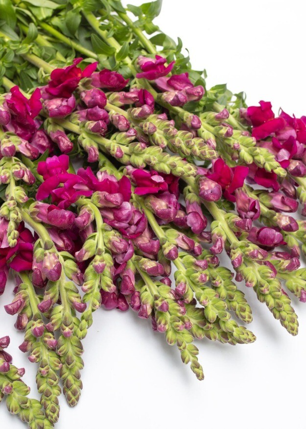 Maryland Royal Snapdragon