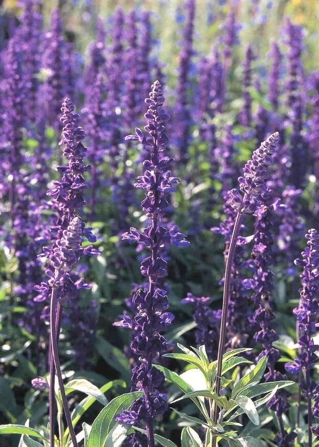 Salvia Evolution