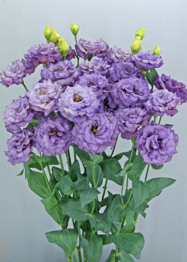 Lisianthus Celeb 2 Metallic Blue