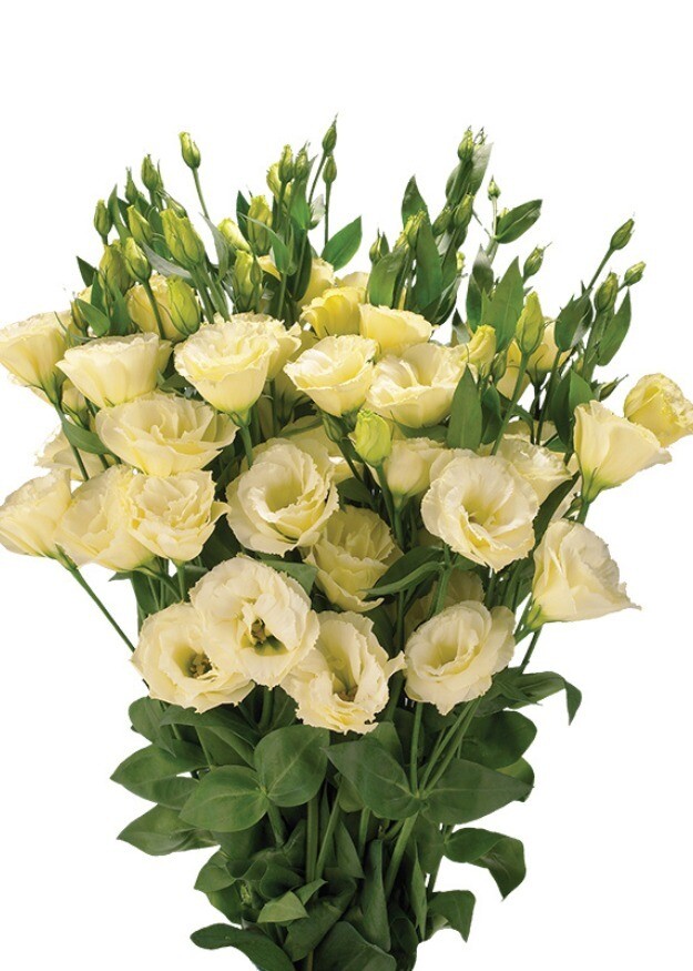 Lisianthus Advantage Yellow