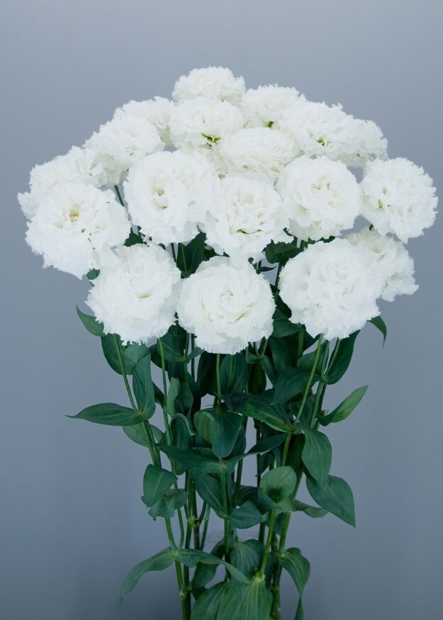 Lisianthus Celebrich 2 White