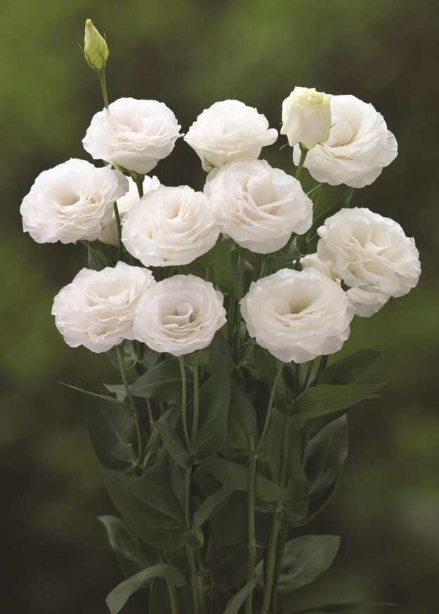 Lisianthus Arena 3 White