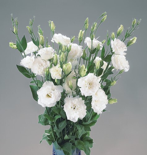 Lisianthus Super Magic Pure White