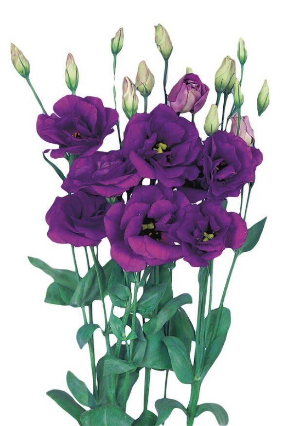 Lisianthus Echo Blue