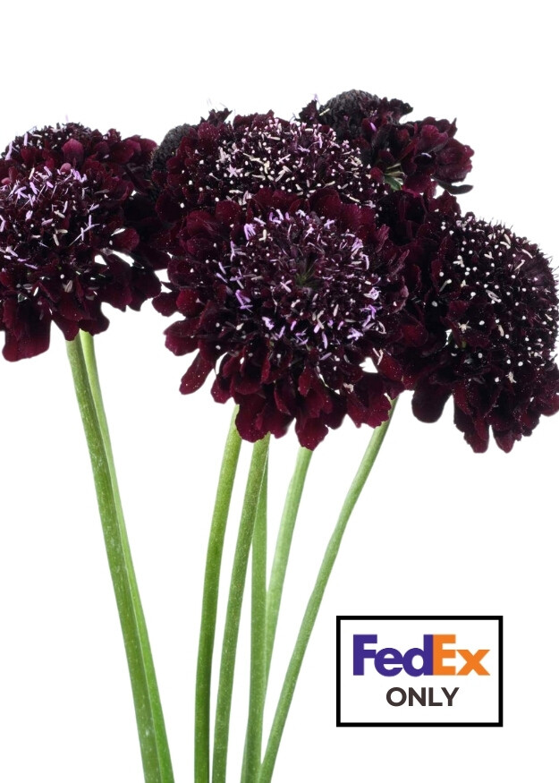 Blackberry Scoop™ Scabiosa